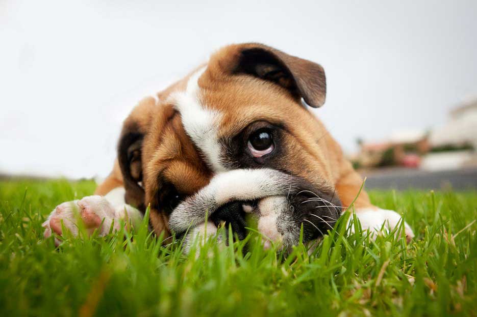 Dogs' Social Lives and Disease risks: Tips for Canine and Human Safety In Scottsdale, Glendale, Peoria And Phoenix, AZ