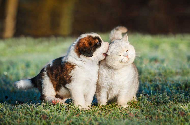 Do You Need Pet Insurance in Phoenix, AZ?