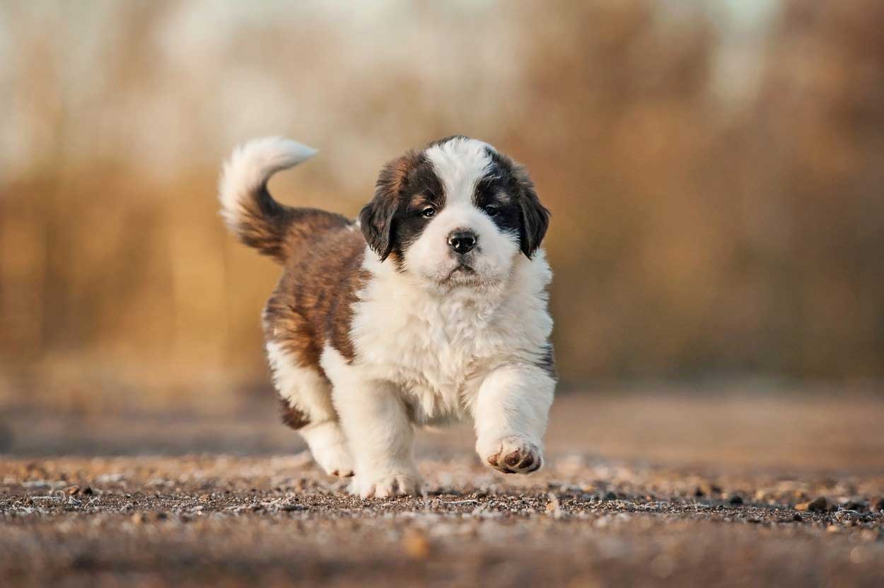 7 Things You Can Do to Keep your Pet Healthy in Phoenix, AZ