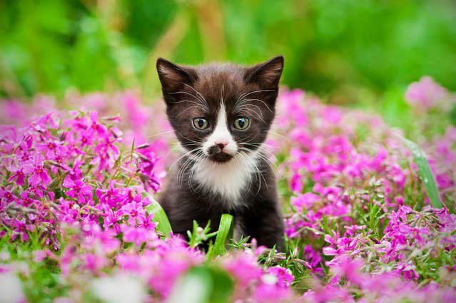 Your Pet's Healthy Weight in Phoenix, AZ