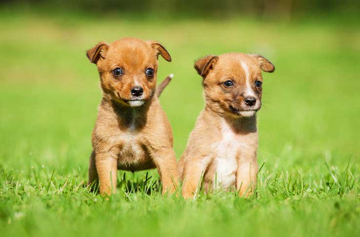 Pet Medications and Prescriptions in Phoenix, AZ