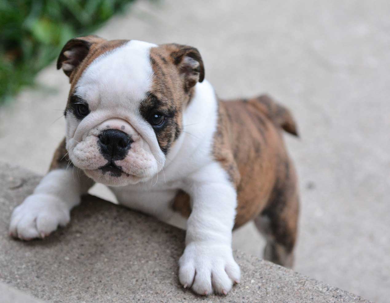When Your Pet Needs Anesthesia in Phoenix, AZ