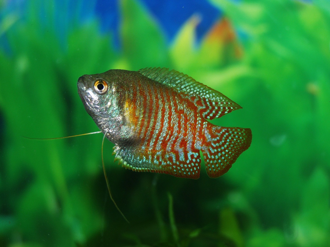 Got a Sick Fish In Scottsdale, Glendale, Peoria And Phoenix, AZ?