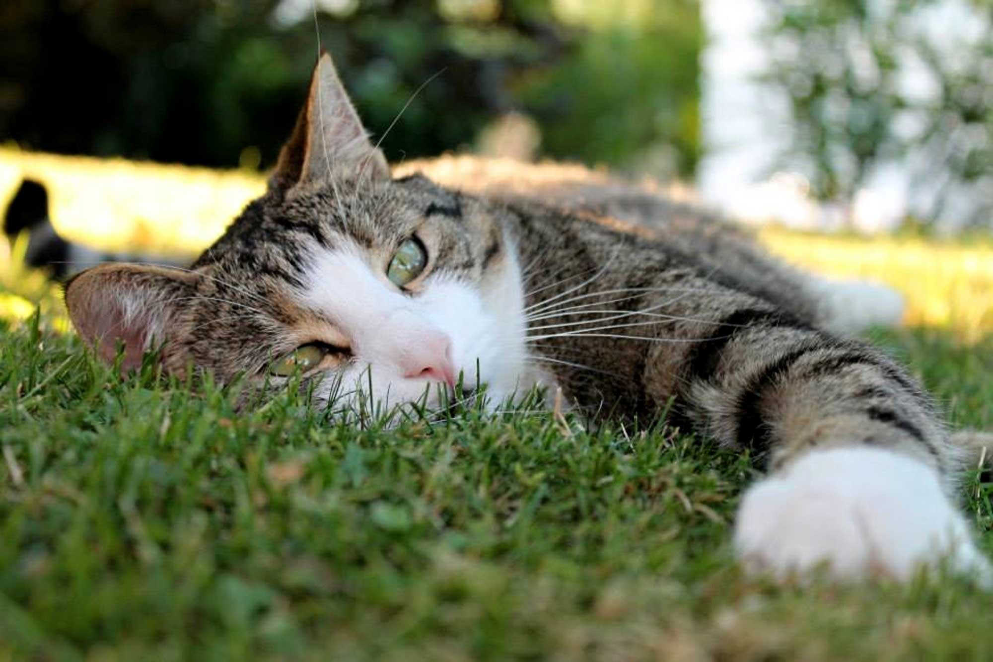 First Aid Tips for Pet Owners In Scottsdale, Glendale, Peoria And Phoenix, AZ