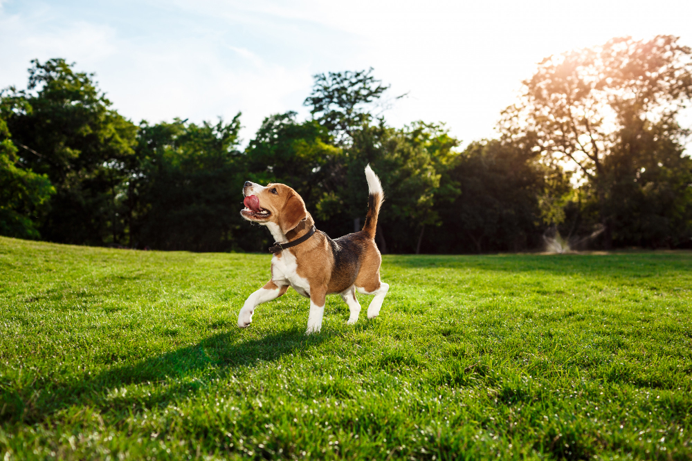 Pets and Disasters In Scottsdale, Glendale, Peoria And Phoenix, AZ