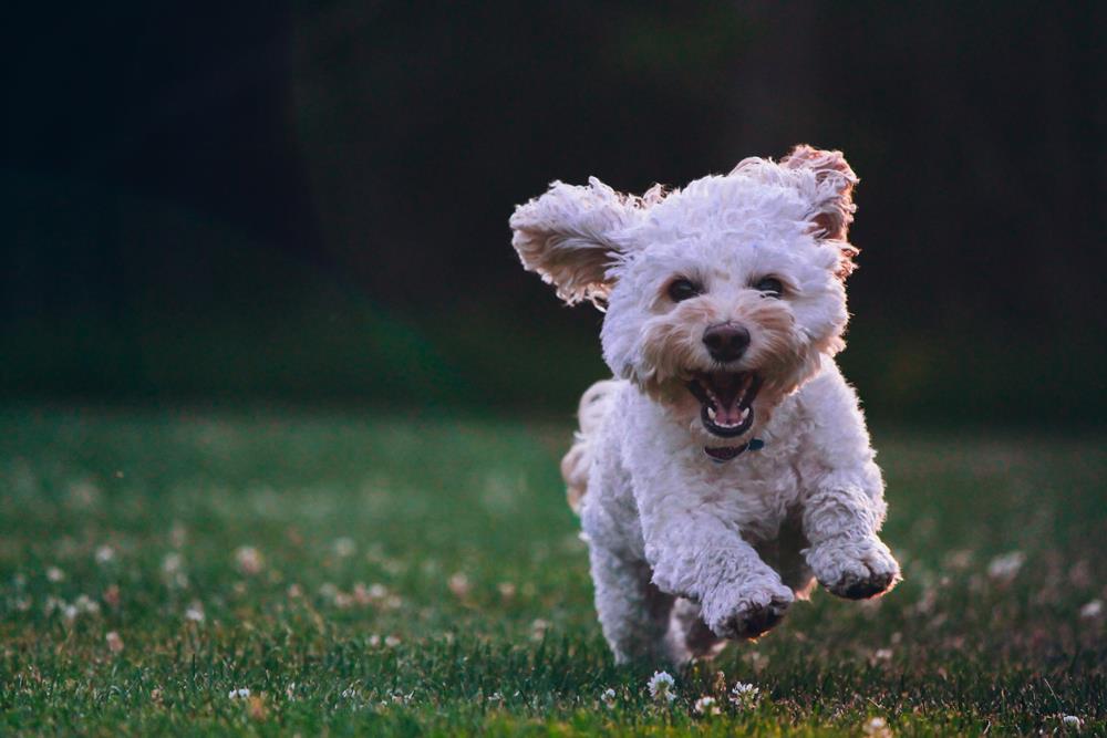 Run, Spot, Run in Phoenix, AZ!