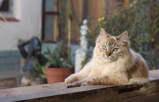 Cold Weather Pet Safety In Scottsdale, Glendale, Peoria And Phoenix, AZ
