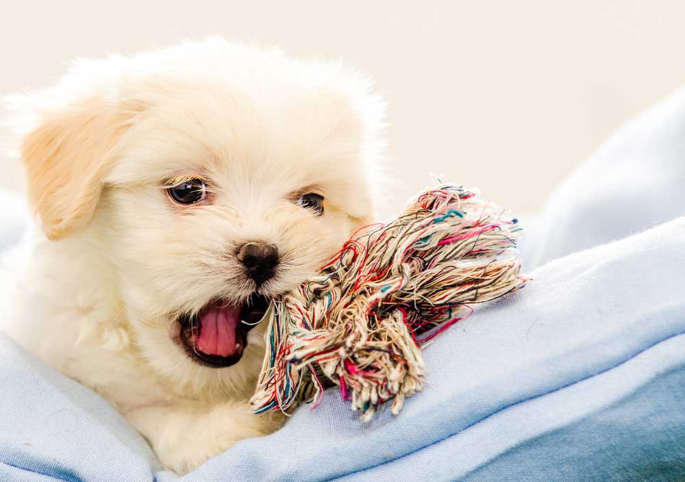 Warm Weather Pet Safety In Scottsdale, Glendale, Peoria And Phoenix, AZ