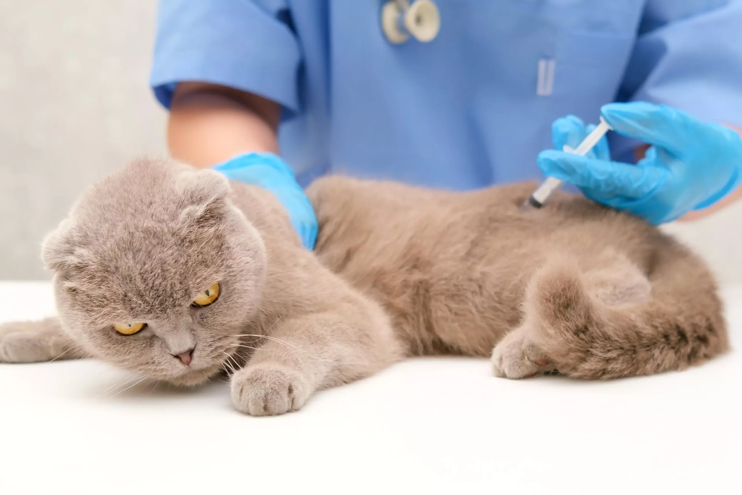 Diabetes testing for pets at Catalina Animal Hospital In Scottsdale, Glendale, Peoria And Phoenix