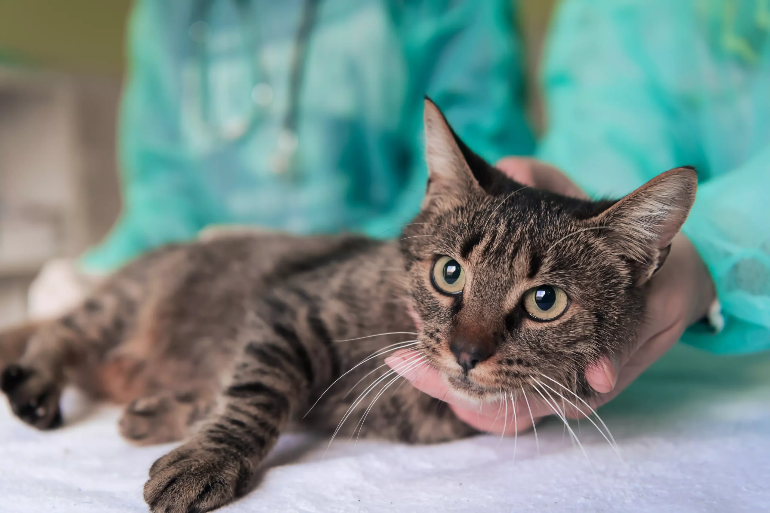 Kidney disease treatment for pets at Catalina Animal Hospital In Scottsdale, Glendale, Peoria And Phoenix