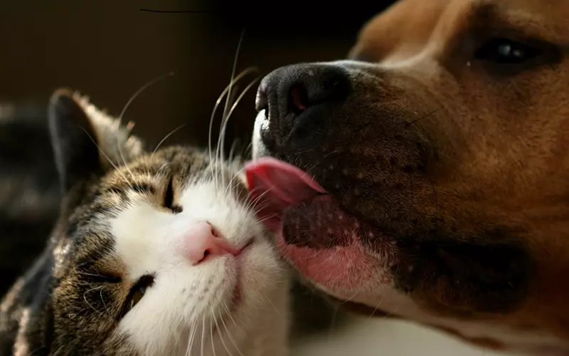Veterinary team at Catalina Animal Hospital in Phoenix